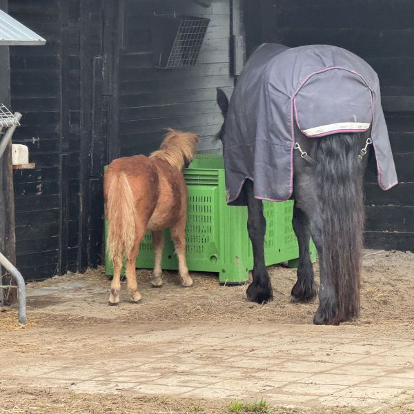 Aleida, Aleida uit Ede zoekt een Paardenverzorger