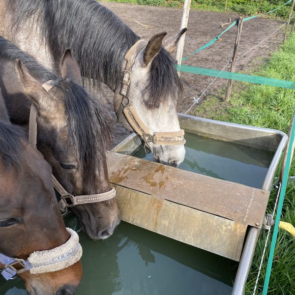 Luna, Jalila, Donna uit Helden zoekt een Paardenverzorger