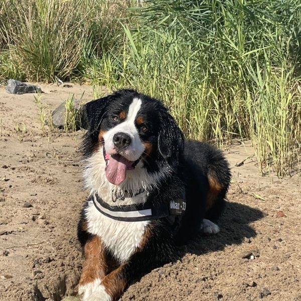 Max uit Spijkenisse zoekt een Hondenoppas