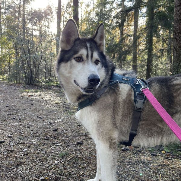 Indy, Coda uit Ermelo zoekt een Hondenoppas