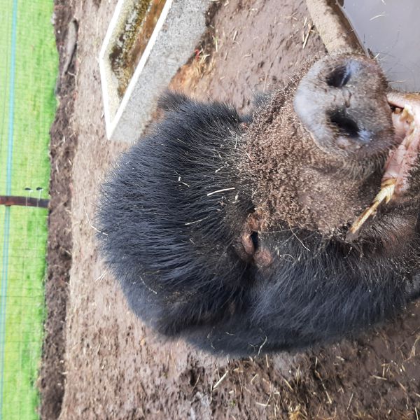 . uit Wesepe zoekt een Boerderijoppas