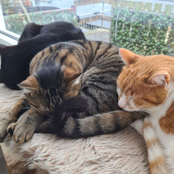 Ginger, Lucifer, Mickey uit Panningen zoekt een Kattenoppas