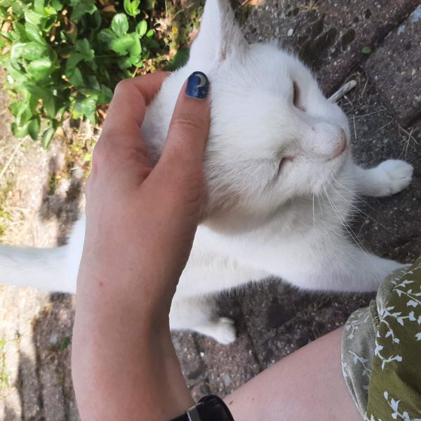 suwa uit Utrecht zoekt een Kattenoppas