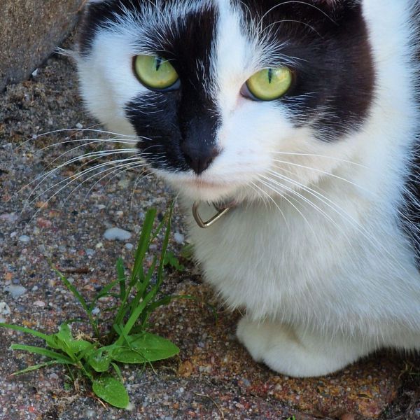 Diva uit Utrecht zoekt een Kattenoppas