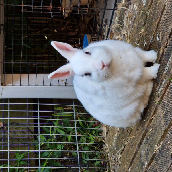 Tobias, Nora uit Hengelo zoekt een Knaagdierenoppas