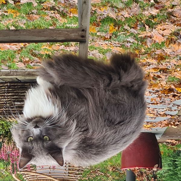 Conner, Aisa, Contessa uit Hoeven zoekt een Kattenoppas