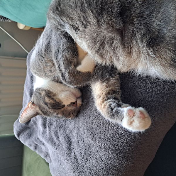 Abel, Peertje uit Driebergen-Rijsenburg zoekt een Kattenoppas