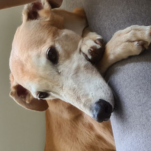 Lito, Giant uit Soest zoekt een Hondenoppas