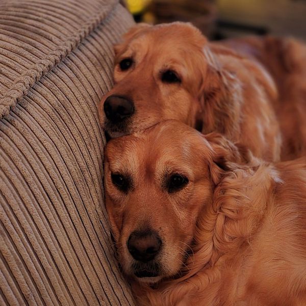 Bo, Daisy uit Ridderkerk zoekt een Hondenoppas