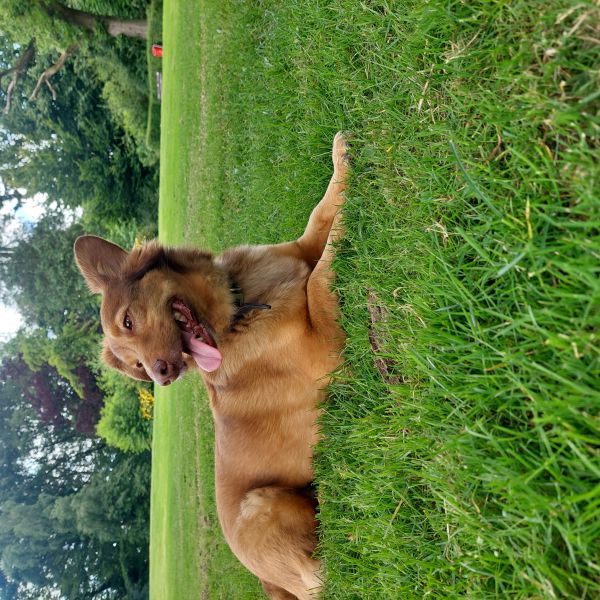 Aydo, Ollie uit Heerlen zoekt een Hondenoppas