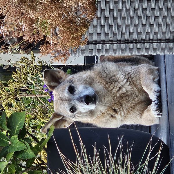 Laika, Banjer uit Berkhout zoekt een Hondenoppas