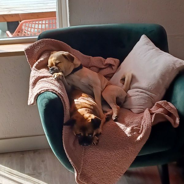 Loki, Eddie uit Heelsum zoekt een Hondenoppas