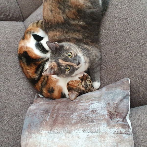 Sissy en lilly uit Nunspeet zoekt een Kattenoppas