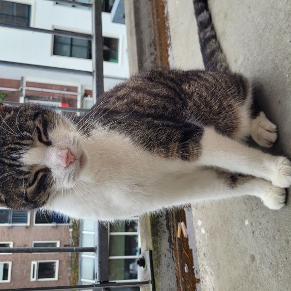 Guus, Teun uit Groningen zoekt een Kattenoppas