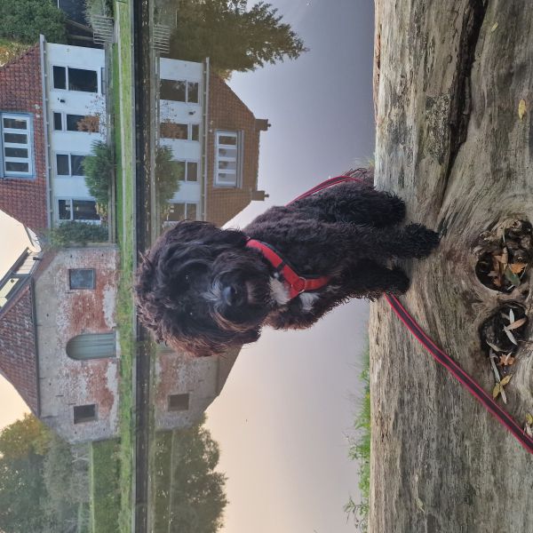 Bodhi uit Leeuwarden zoekt een Hondenoppas