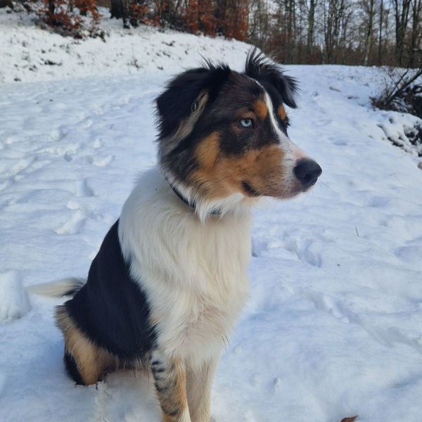 Buddy uit Andijk zoekt een Hondenoppas