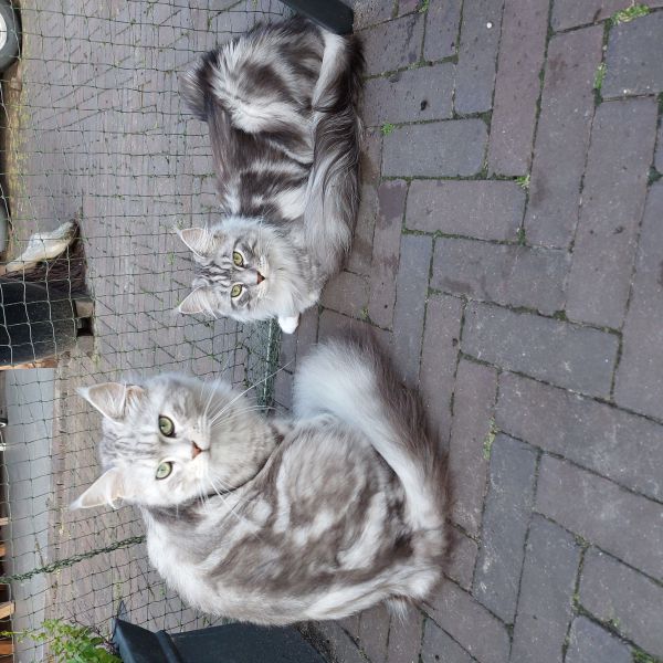 Leo en Lau uit Gelselaar zoekt een Kattenoppas