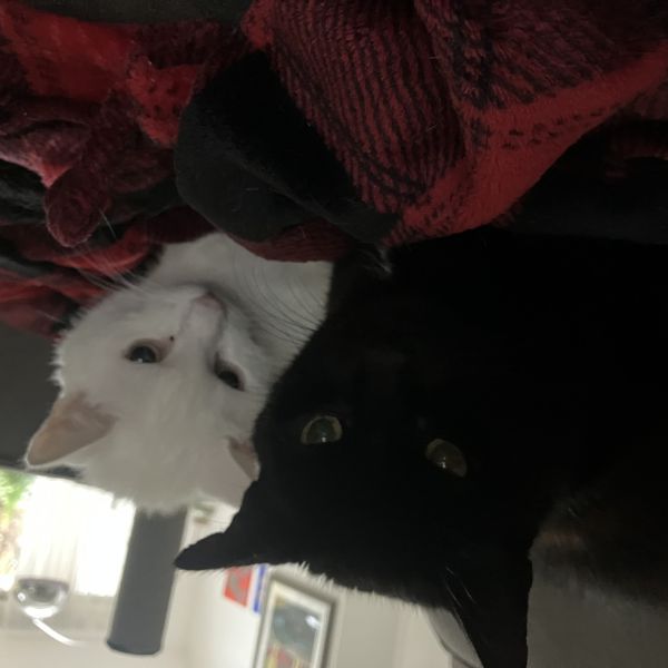 Elvis & Kira uit Zwaag zoekt een Kattenoppas