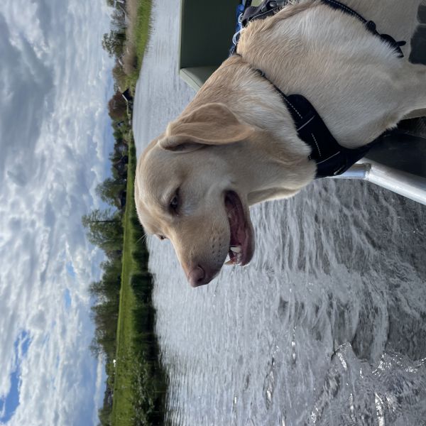 Evi uit Assen zoekt een Hondenoppas