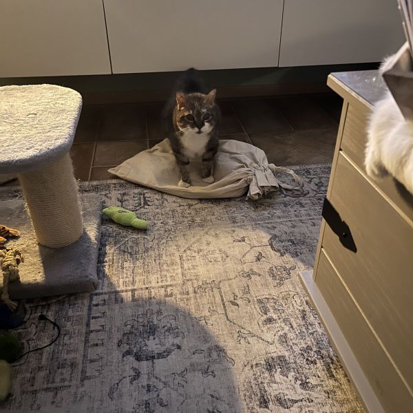 Mika, Snuitje uit Neer zoekt een Kattenoppas