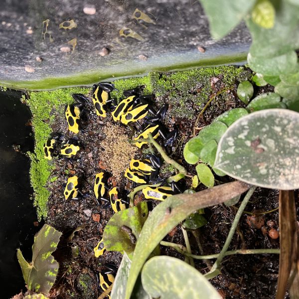 Dendrobatus Tinctorius Nikita uit Oosterhout zoekt een Amfibieoppas