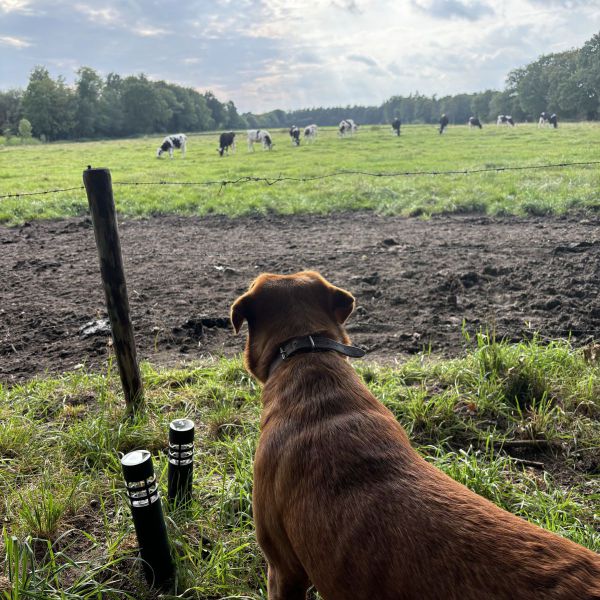 Huisdierenoppas Sem uit Houten