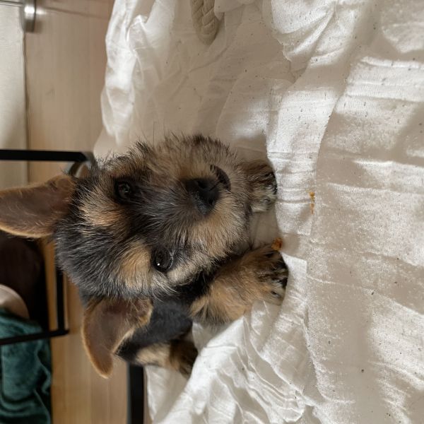 Lizzy, Lizzy uit Ijmuiden zoekt een Hondenoppas