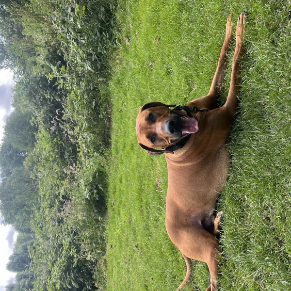 Charlie uit Velsen-Noord zoekt een Hondenoppas