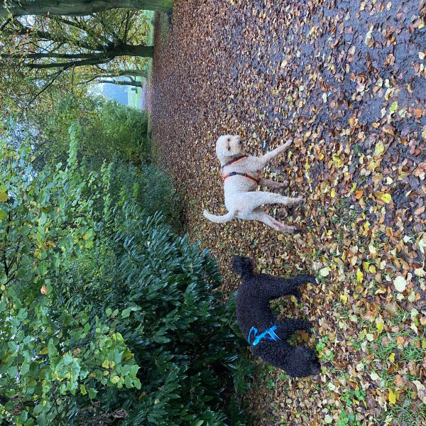 Tygo, Sammie uit Enschede zoekt een Hondenoppas