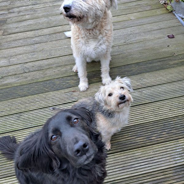 Bimba, Buddy, Dex uit Maarssen zoekt een Hondenoppas