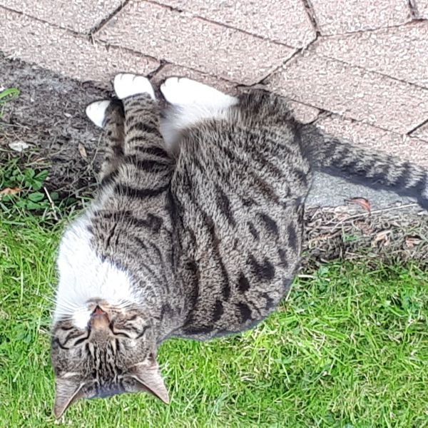 Joris, Lizzy uit Benschop zoekt een Kattenoppas