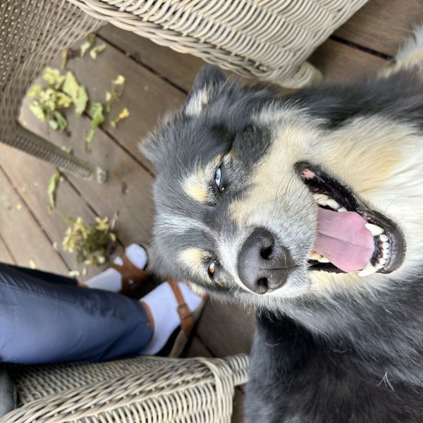 Loki uit Hoofddorp zoekt een Hondenoppas