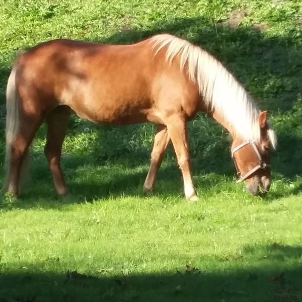 Radja, Lowie uit Dordrecht zoekt een Paardenverzorger