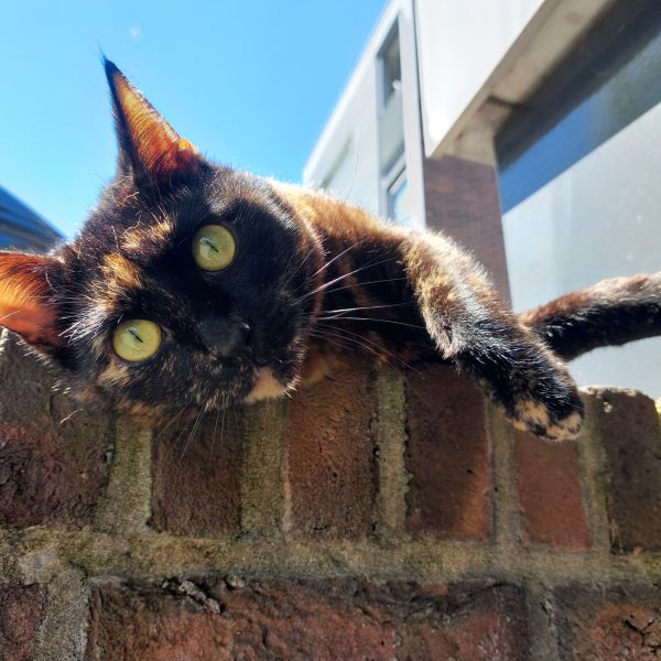 Poekie uit Apeldoorn zoekt een Kattenoppas