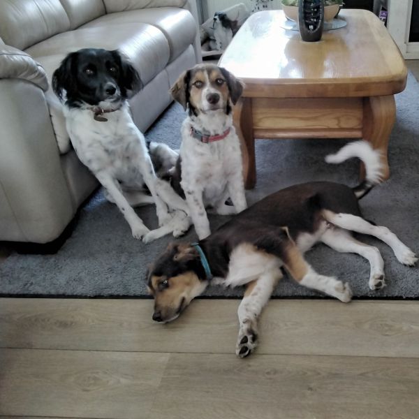 Lana,Tanja,Bobby uit Vinkenbuurt zoekt een Boerderijoppas