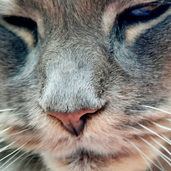 Hunter uit Arnhem zoekt een Kattenoppas