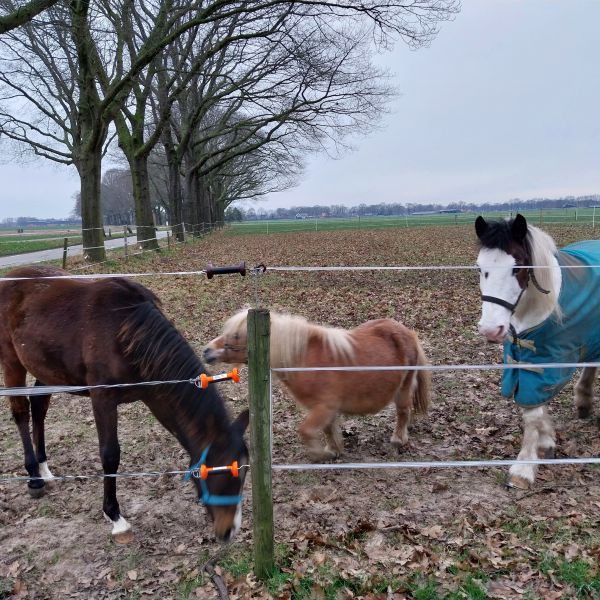 Jaila, Renske, Kelly uit Aalten zoekt een Paardenverzorger