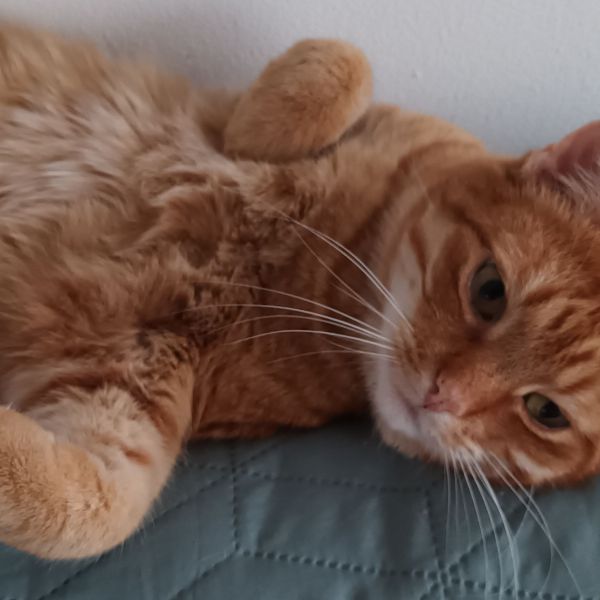 Pip, Woezel, Grijsje uit Berkel En Rodenrijs zoekt een Kattenoppas