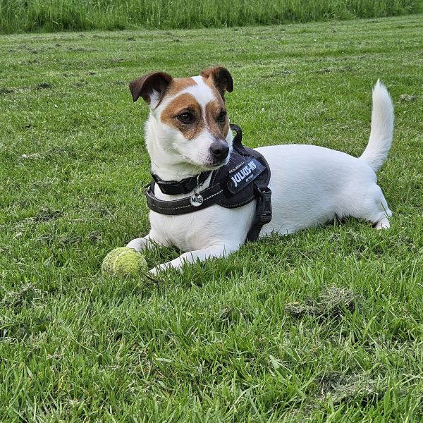 Bobbi uit Zoetermeer zoekt een Hondenoppas