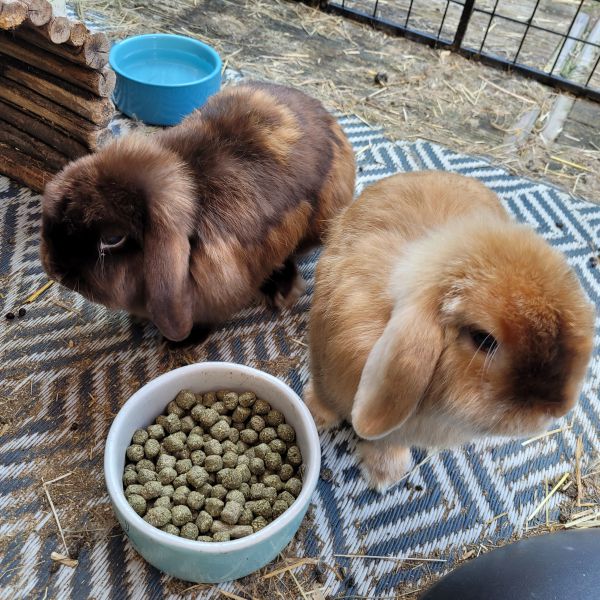 Herman en Lili uit Driebergen-Rijsenburg zoekt een Knaagdierenoppas