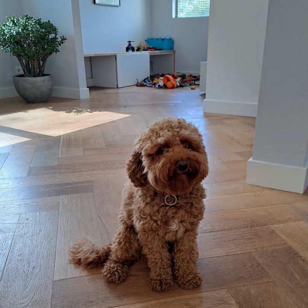 Cody uit Rosmalen zoekt een Hondenoppas