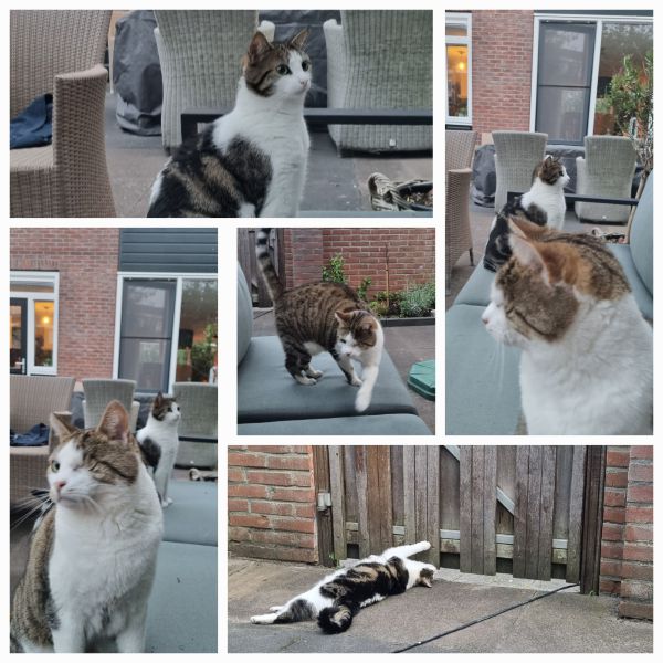 Popeye, Olijfje uit Woerden zoekt een Kattenoppas