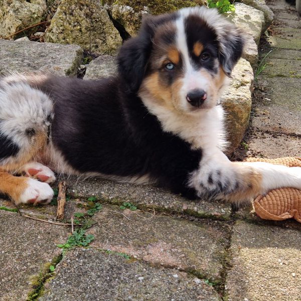 Buddy uit Andijk zoekt een Hondenoppas