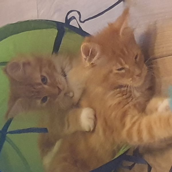 Pam en Pip uit Best zoekt een Kattenoppas