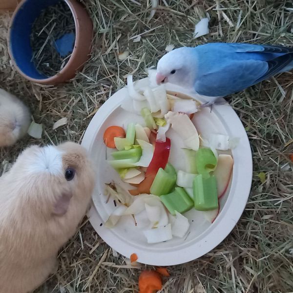 Sammie uit Bathmen zoekt een Vogeloppas