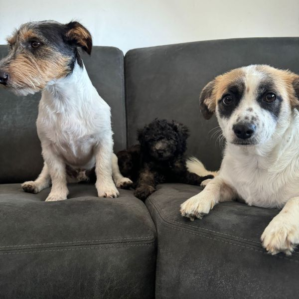 Suki Leo en Bennie uit Houten zoekt een Hondenoppas