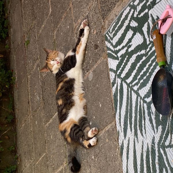 Janneke, Jip uit Akkrum zoekt een Kattenoppas