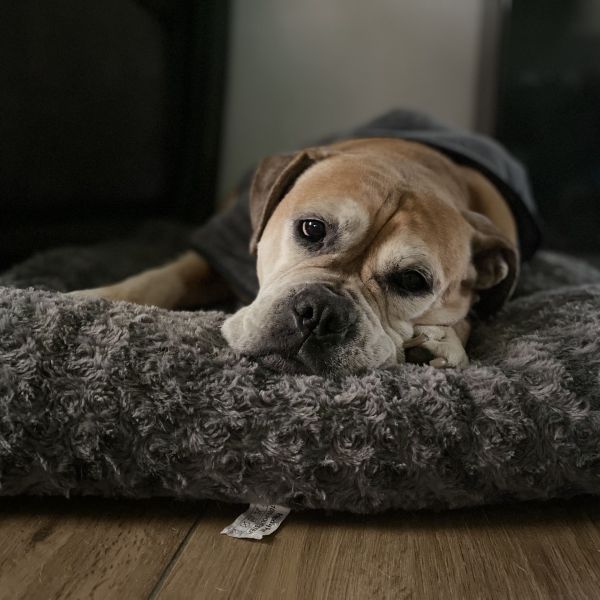 Zoey, Lyssi uit Hall zoekt een Hondenoppas