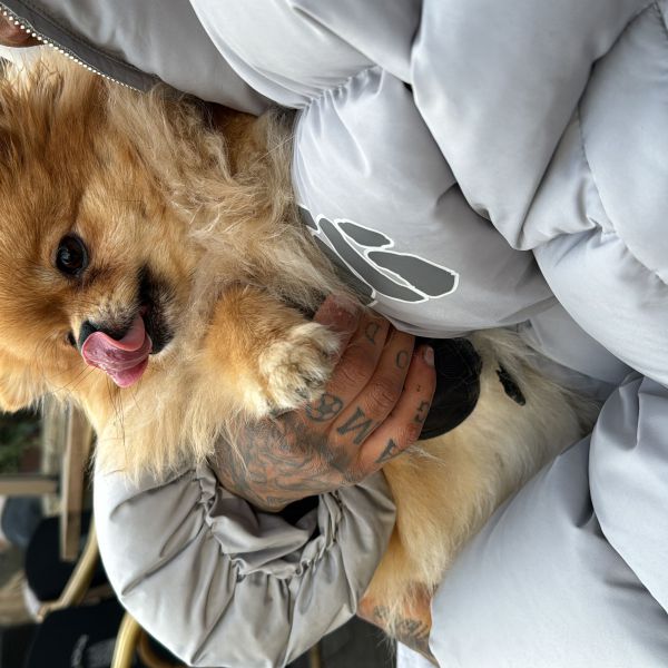 Lily, Cookie uit Amsterdam zoekt een Hondenoppas