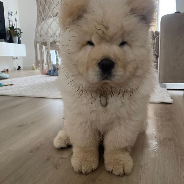 Milo uit Arnhem zoekt een Hondenoppas